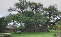 самое широкое дерево в мире