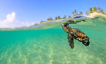 чем море отличается от океана